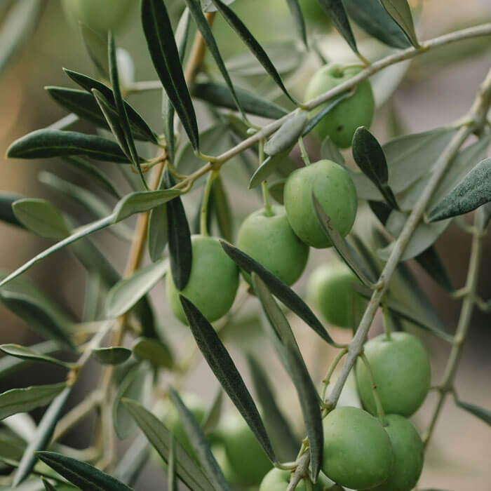 Olivenöl Nativ Extra