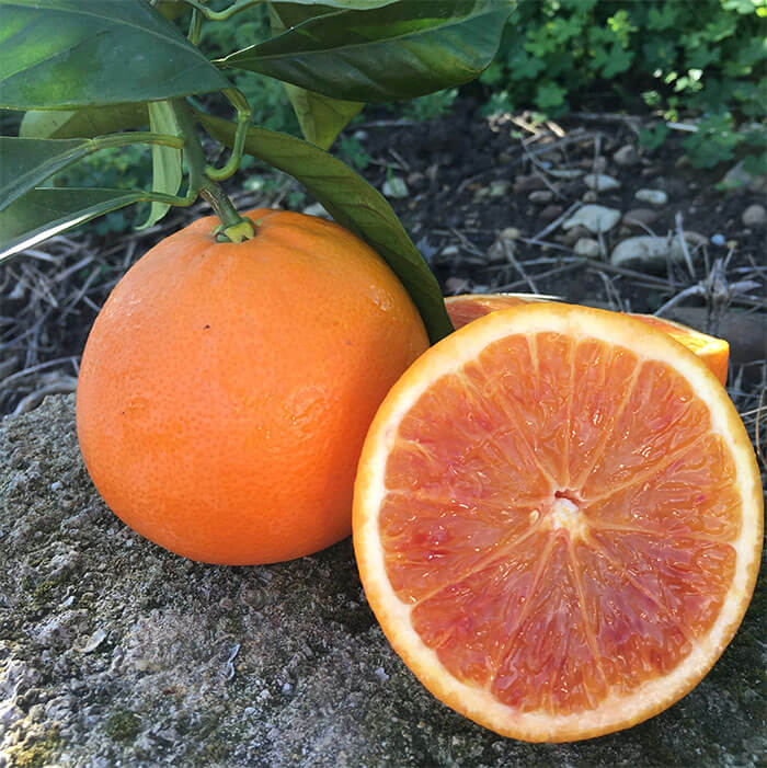 Tarocco Orange