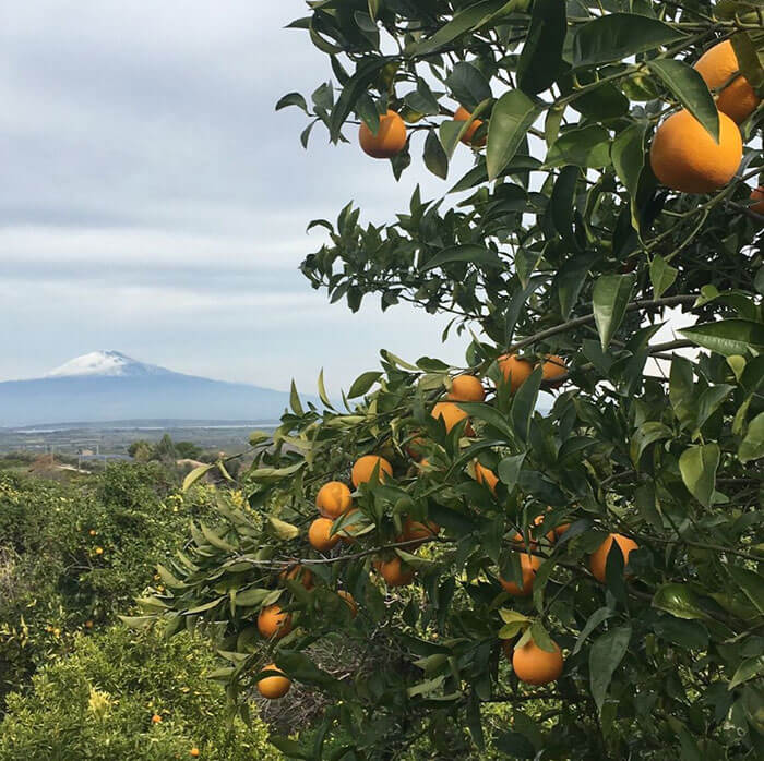 Tarocco Orange