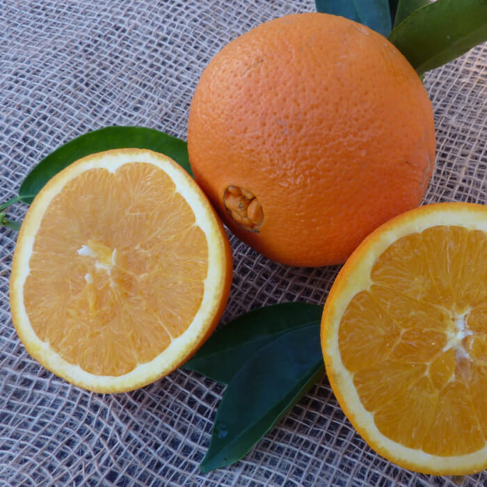 Navel Orange