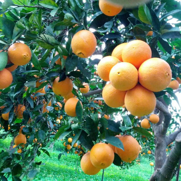 Navel Orange