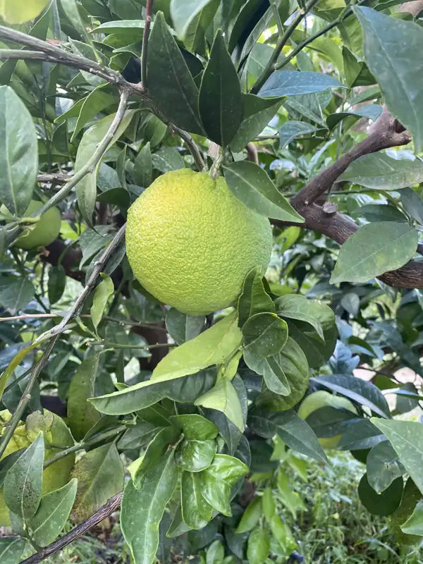 Grapefruit am Baum in Francofonte