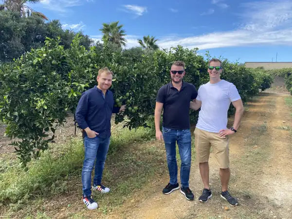 Im Orangenhain bei Ribera