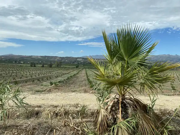 Plantagen bei Ribera
