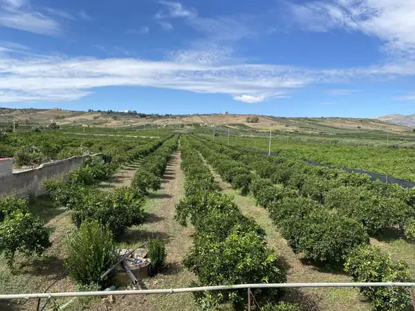 Salvatores Plantage bei Ribera